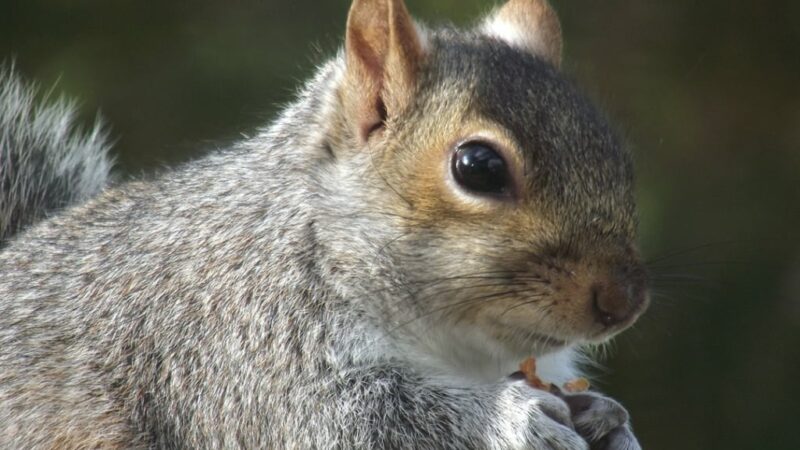 MN Daily Update: A stationary approach to hunting squirrels in thick cover – Outdoor News