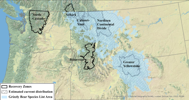 Montana’s New Grizzly Bear Plan Shows It’s Ready to Take Back Management from the Feds