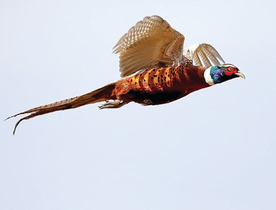 More than 14,000 pheasants to be released in Ohio this fall for hunting – Outdoor News