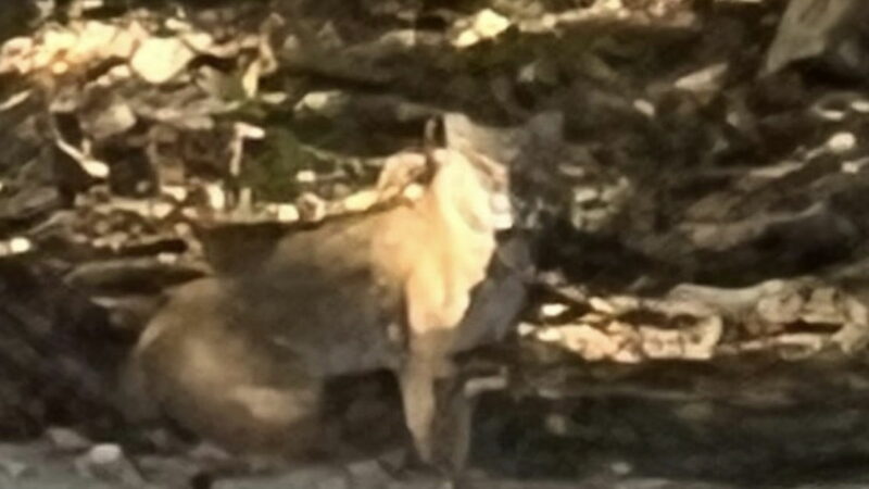 Mountain Lion in New Hampshire? What Do You Make of This?