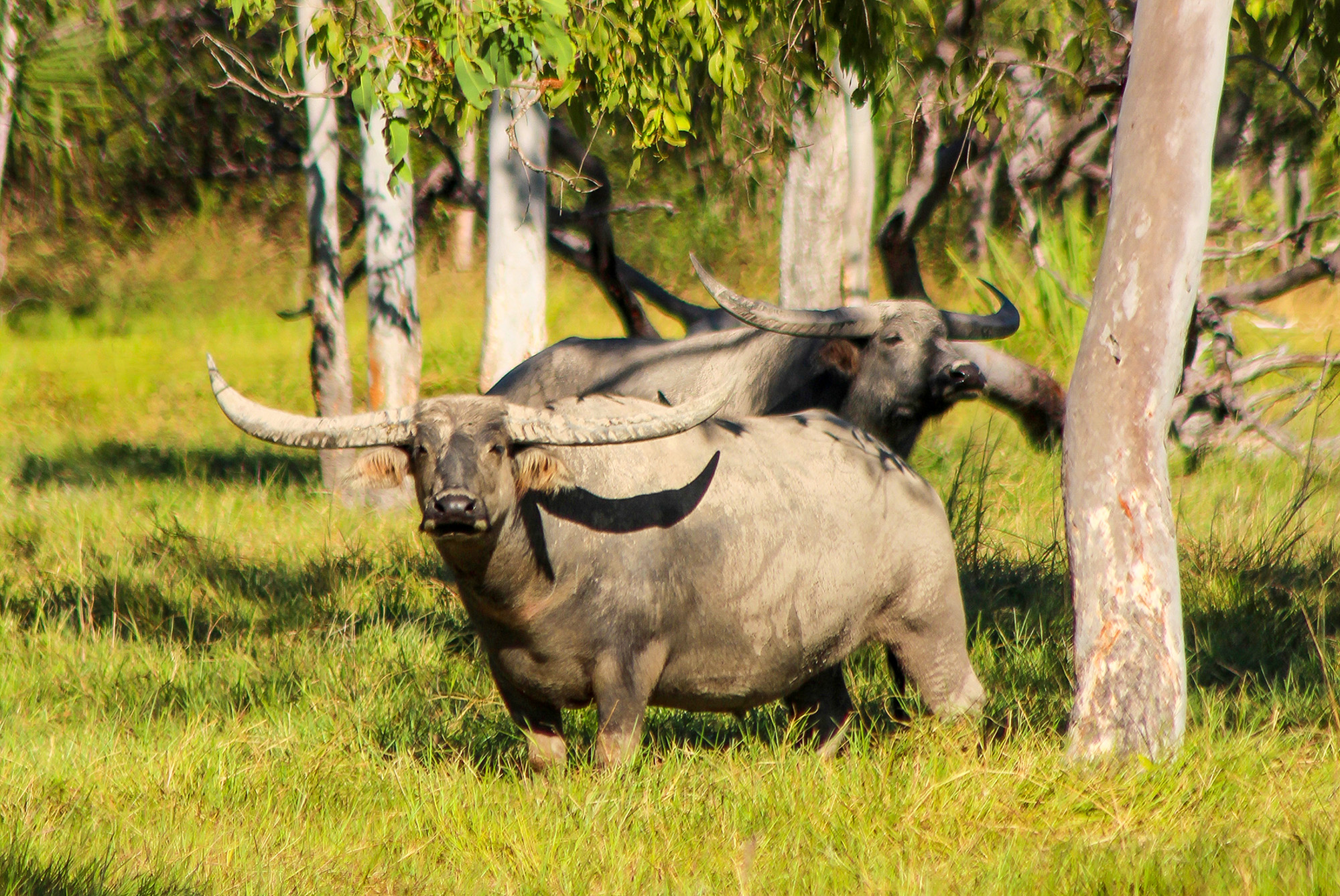 Water buffalo bulls