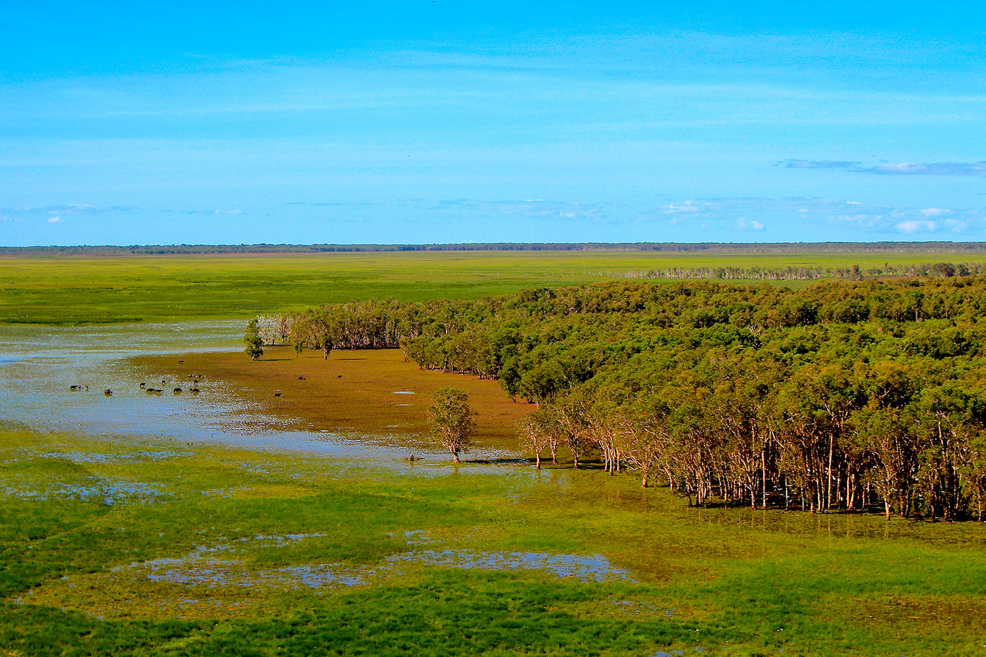 Water buffalo swamp.