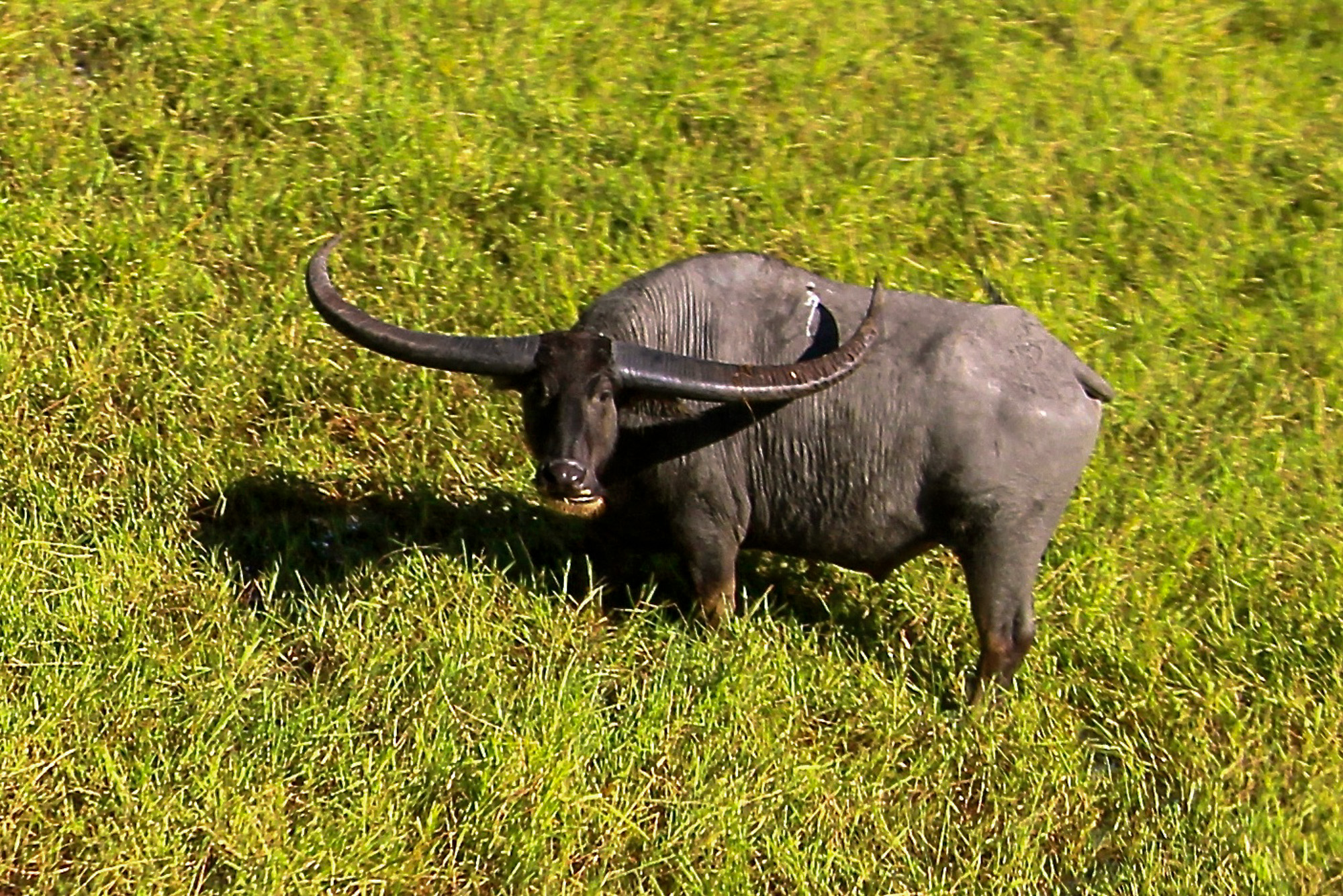 A water buffalo in Australia.