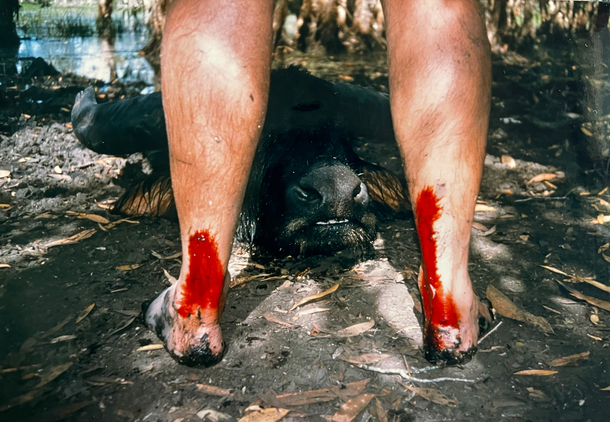 Leech blood with a water buffalo in the back