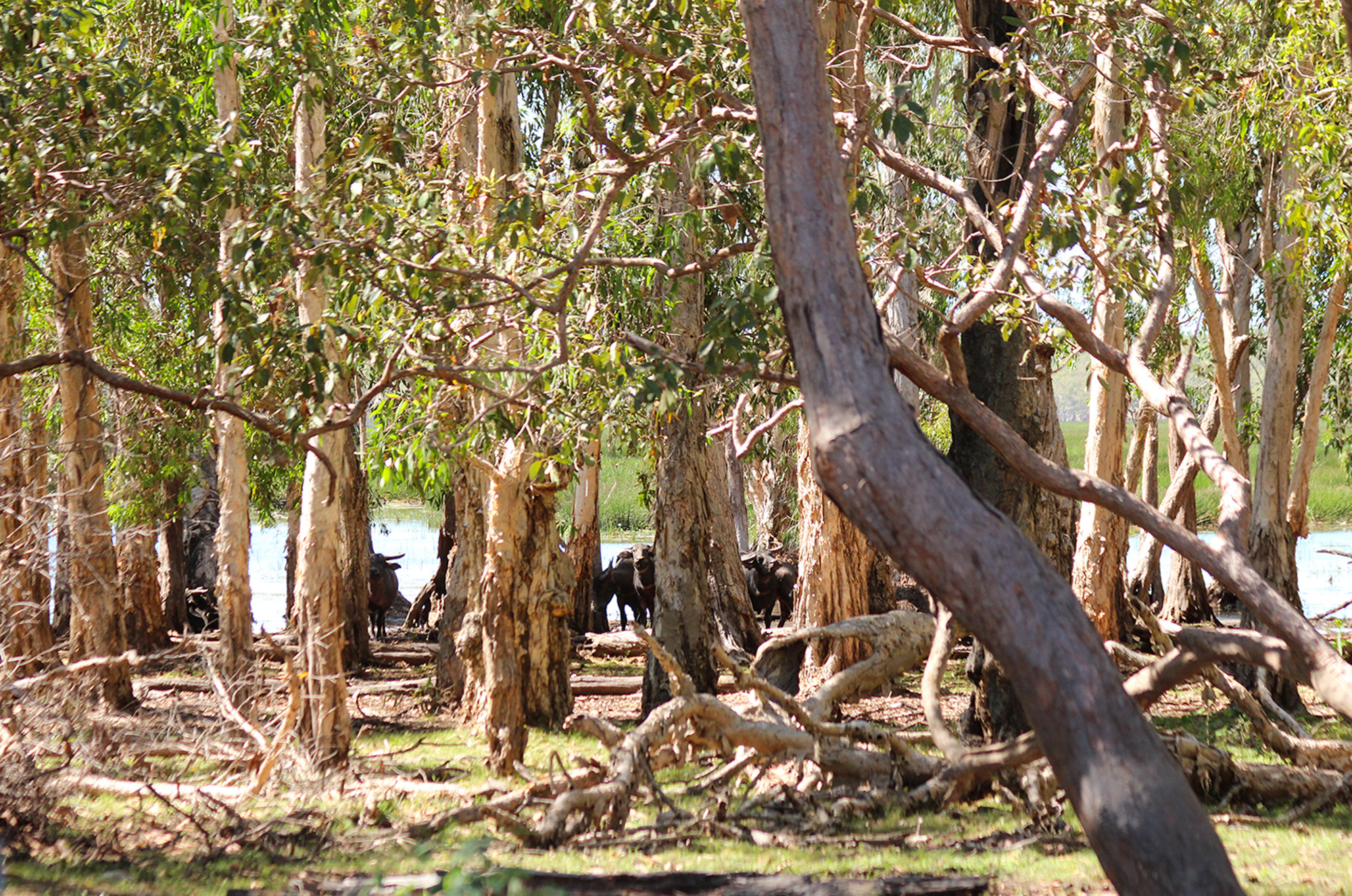 Water buffalo herd in the trees.