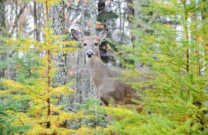 New either-sex ‘replacement’ deer tags available this fall in Wisconsin – Outdoor News