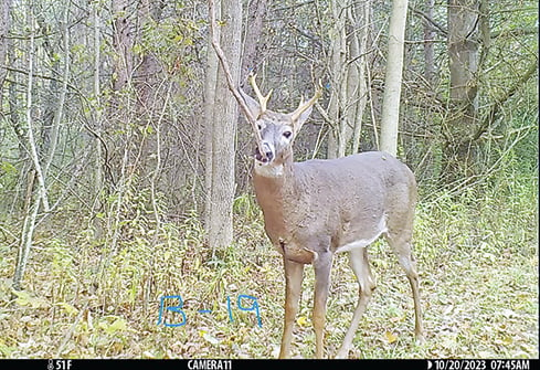 New York Reader Stories: New bucks appear throughout the autumn period – Outdoor News