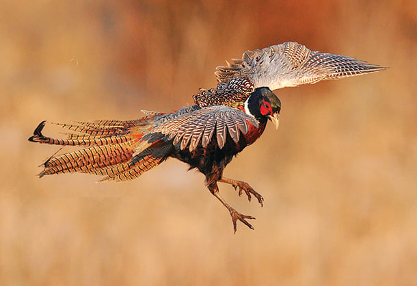 No hunting in 2024 on two pheasant recovery areas in Pennsylvania – Outdoor News