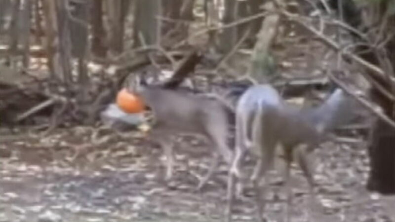 Officials Say Don’t Help Deer If They Get Stuck in Plastic Pumpkins