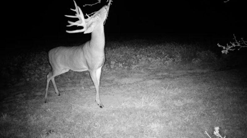 Ohio Bowhunter Tags Giant Buck with Split Brow Tines off His Friend’s Farm