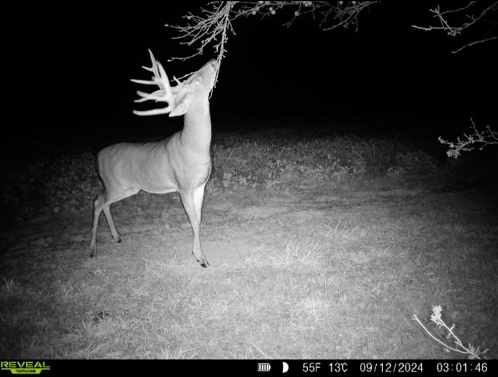 A trail camera picture of a buck in Ohio.