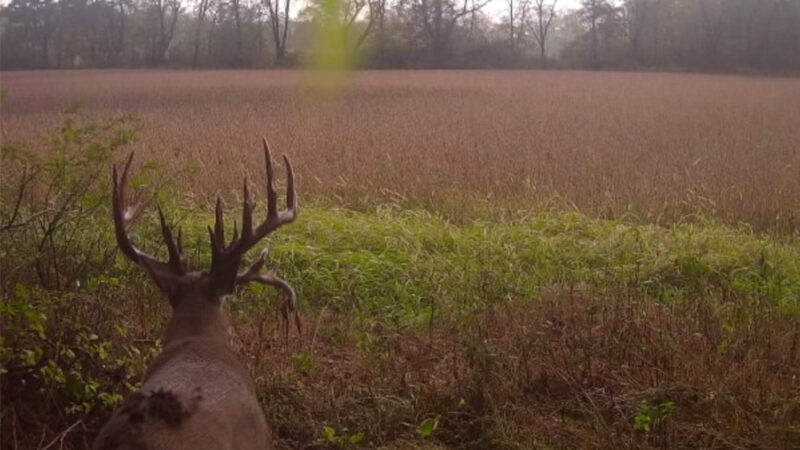 Ohio Crossbow Hunter Finally Tags 200-Class Target Buck After 8 Encounters in 6 Days