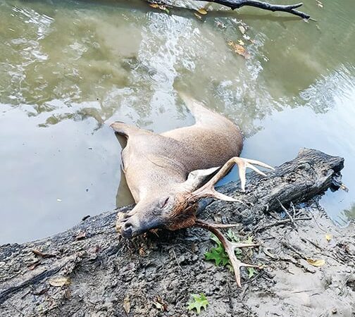 Ohio drought affects wildlife in various ways – Outdoor News