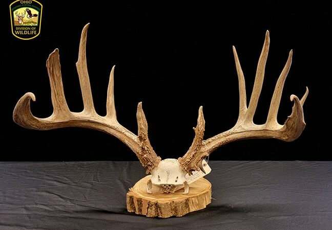 Ohio man pleads guilty to poaching world-class typical whitetail – Outdoor News