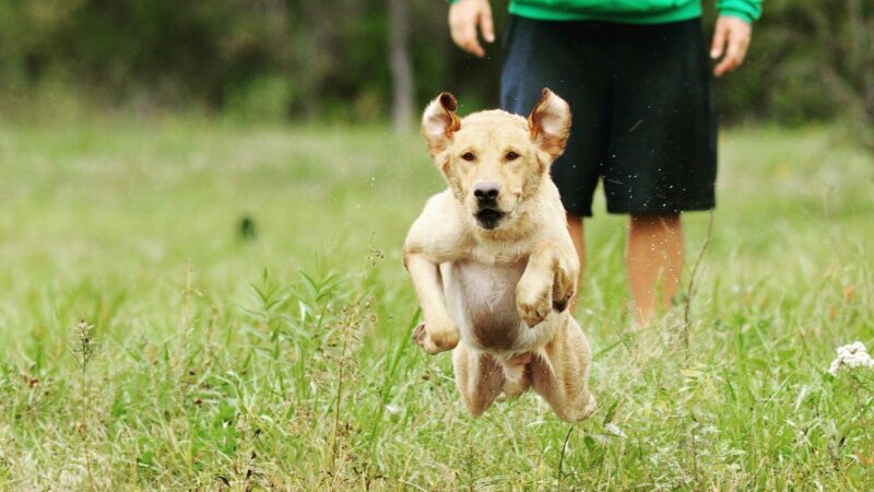 Ohio’s East Fork Wildlife Area has some dog training restrictions – Outdoor News