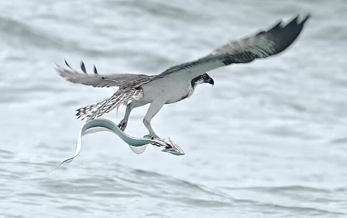 Osprey Masterfully Catches a—Is That a Tiny Dragon?