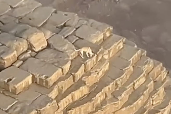 Paraglider Films Random Dog on Top of the Great Pyramid of Giza