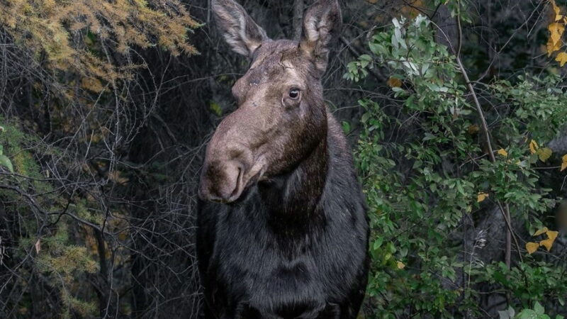 ‘Perfect Snaps’: See Picturesque Moose Emerge From Fall Forest