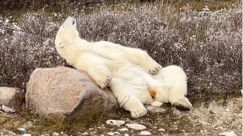 POV: Chillin’ Like a Polar Bear Is My New Life Goal