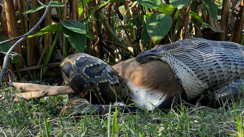 Python Eats an Entire Deer in Disturbing Video From Florida