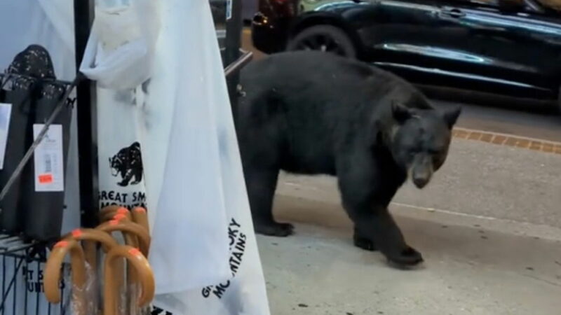 Random Black Bear Walks Down the Street in Gatlinburg (Video)