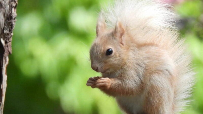 Rare and Beautiful Blonde Squirrel Spotted at Botanic Garden