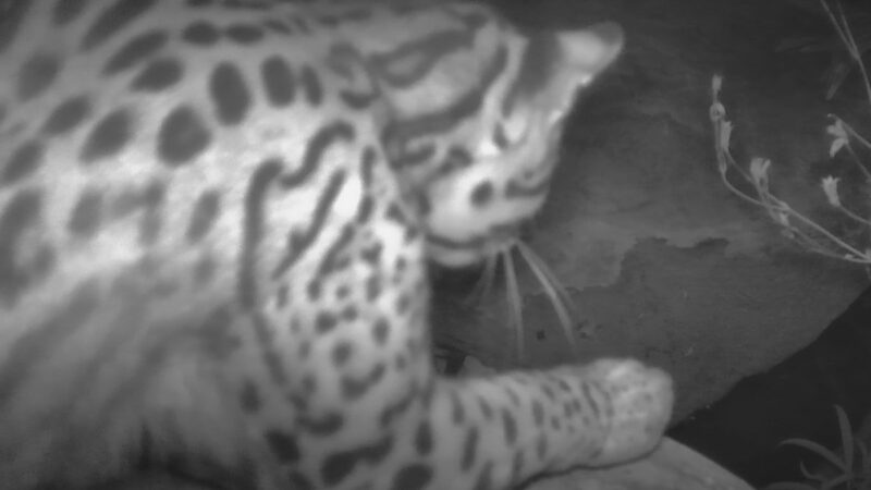 Rare Ocelot Spotted on Arizona Trail Cam