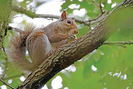 Red oak acorns have been plentiful this fall in Ohio – Outdoor News