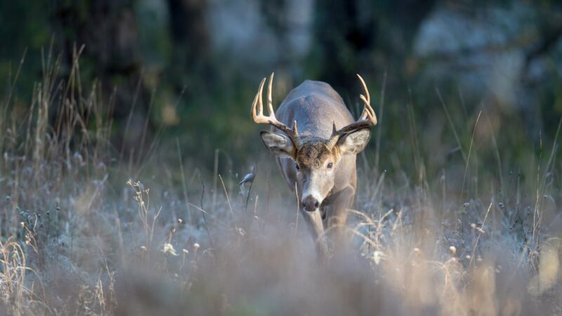 Ryan Rothstein: Ready or not, the ‘grind’ of the rut is here – Outdoor News