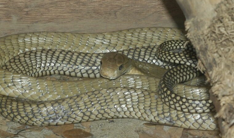 Scientists Discover New Large, ‘Dangerously Venomous’ Snakes