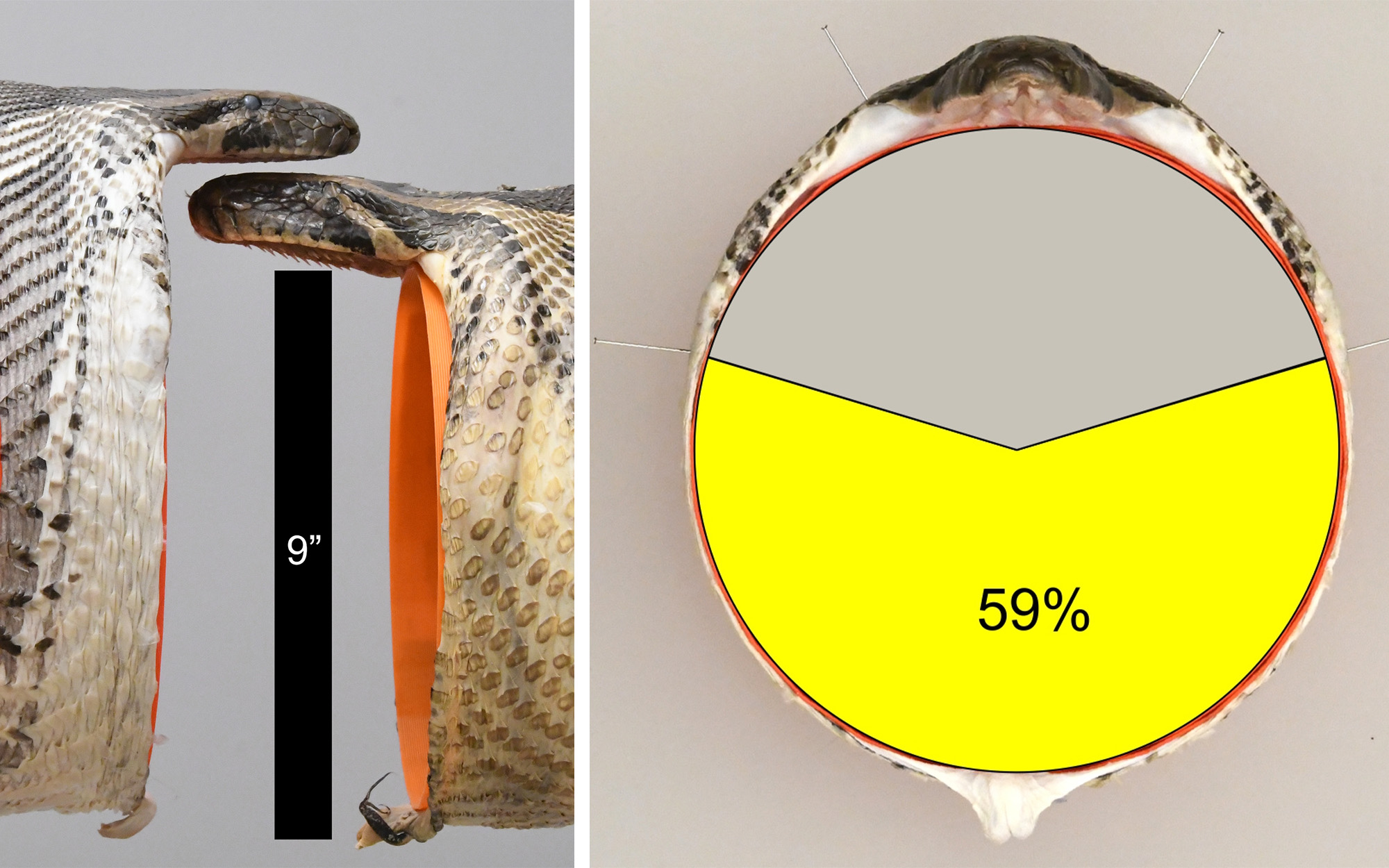 Measuring a snake's maximum gape with plastic probes.