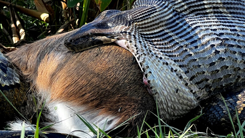 Scientists Photograph Giant Python Swallowing a Full-Sized Whitetail Whole in First-of-Its-Kind Discovery