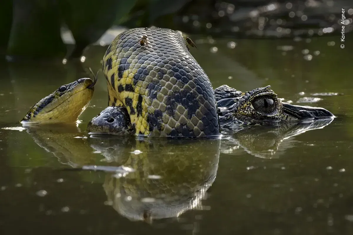 Wetland Wrestle by Karine Aigner