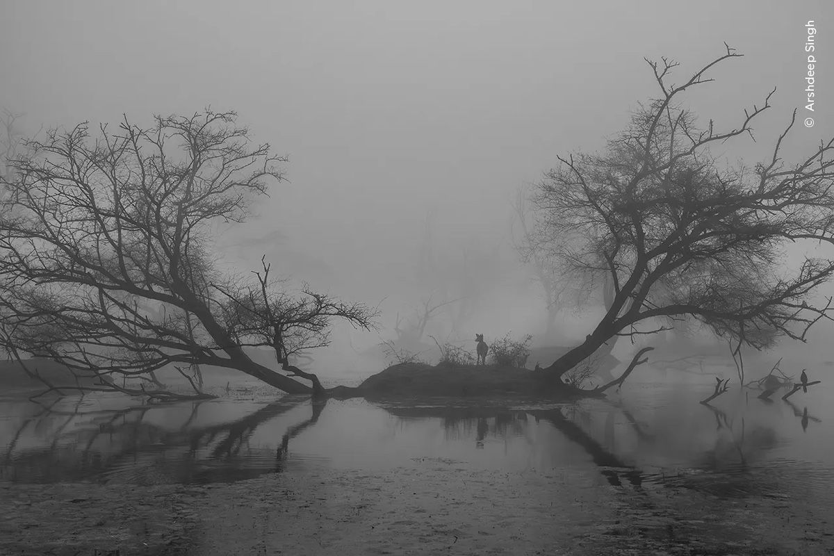 Wetland Mystique by Arshdeep Singh