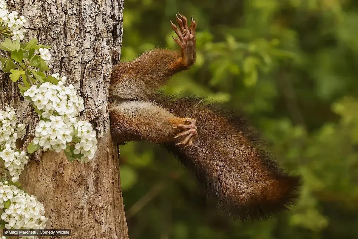 stuck squirrel