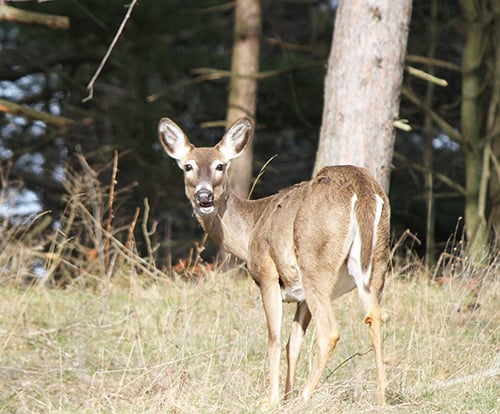 Sharpshooters provided 127 of 308 CWD-positive deer in Illinois – Outdoor News