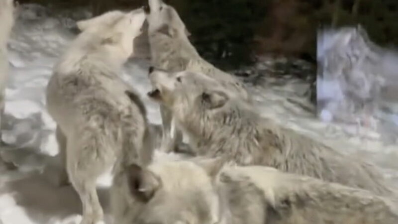 Sound on: Howling Pack of Wolves Crashes Cabin Getaway