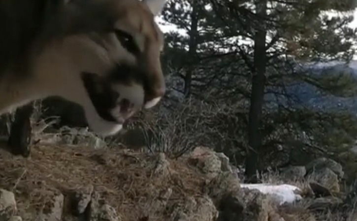 Sound on: Mountain Lions Can Chirp Like Birds