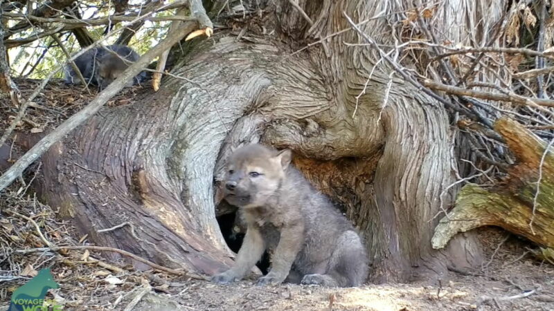 Sound on: Wolf Pup Tries to Howl, This Sound Comes out Instead