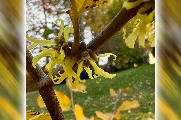 Steve Pollick: Witch hazel can teach us a true nature lesson – Outdoor News