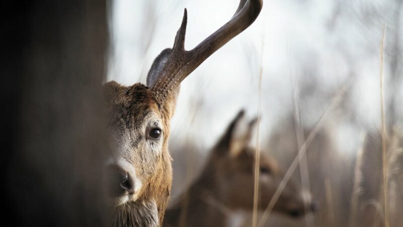 Suspects cited in Southeast deer poaching case – Outdoor News