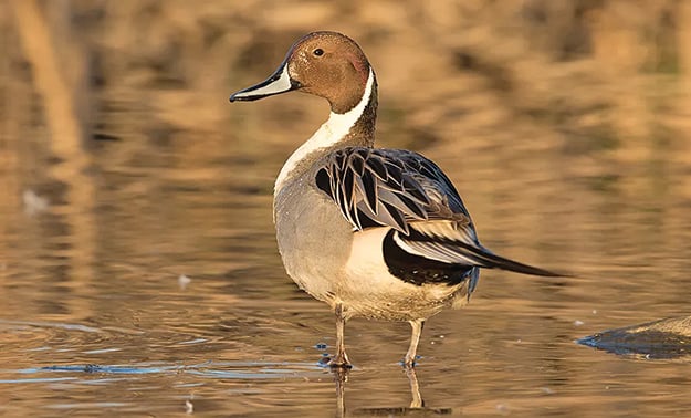 Teal, pintail counts indicate migration into Illinois moving ‘just a tad slower’ than typical – Outdoor News