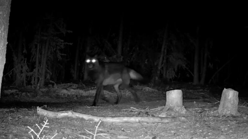 ‘That’s a D*mn Werewolf!’ Trail Cam Captures Massive Black Wolf