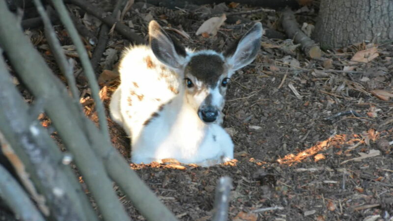 That’s No Goat: Rare Piebald Deer Fawn Shows up in Oregon Backyard