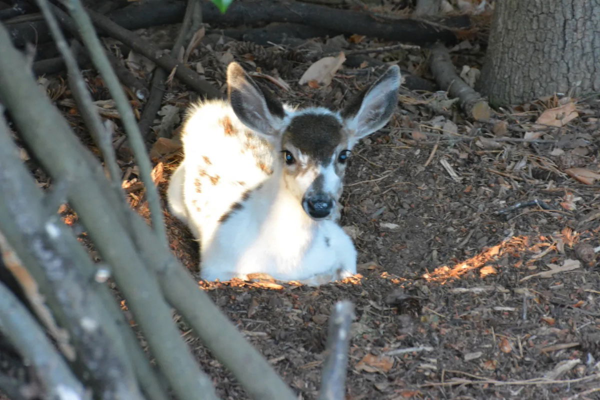 piebald deer salem