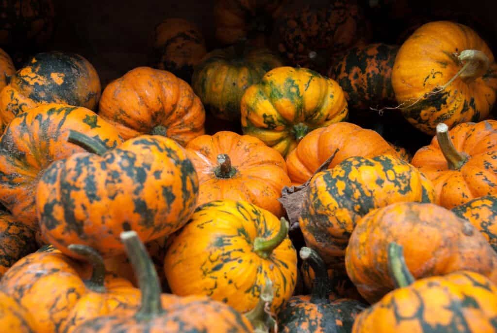 Decorative colorful pumpkins for sale at Union Square Greenmarket in NYC.