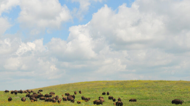 The Long-Awaited Grasslands Conservation Act Is Finally Introduced in Congress