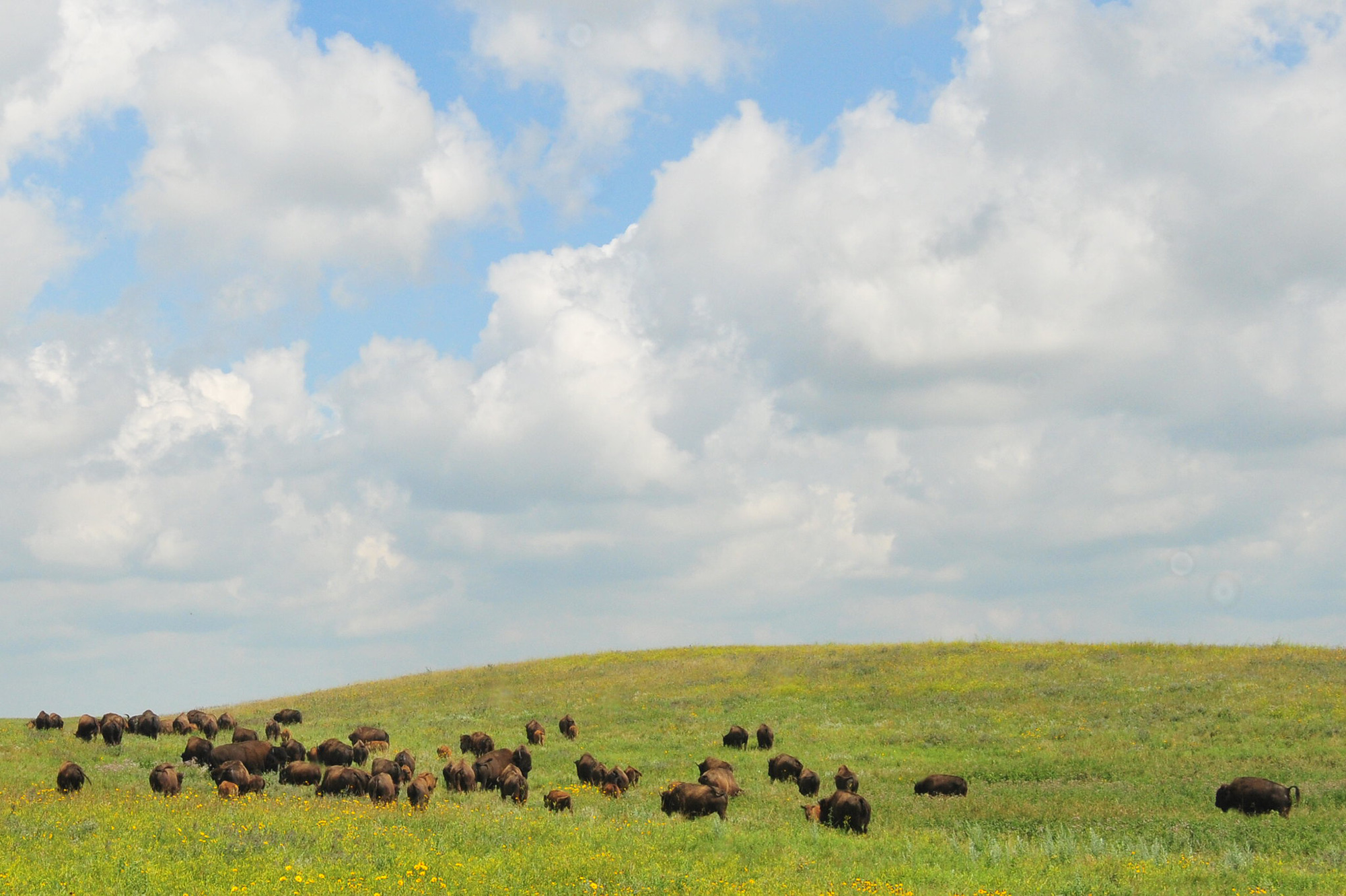 Grasslands with a herd of buffalo and blue cloudy sky.