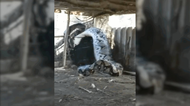 This Absolutely Massive Python Apparently Ate a Cow (Video)