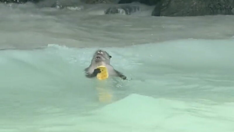 This Monkey Eating Fruit Can’t Be Bothered by Barrage of Waves